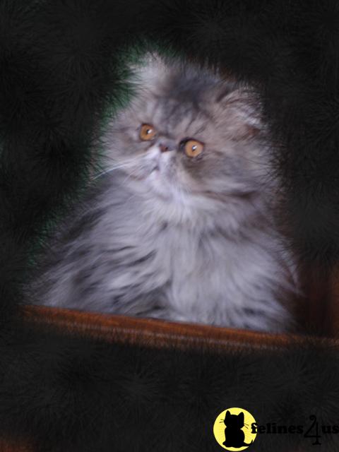 alisa Picture 2